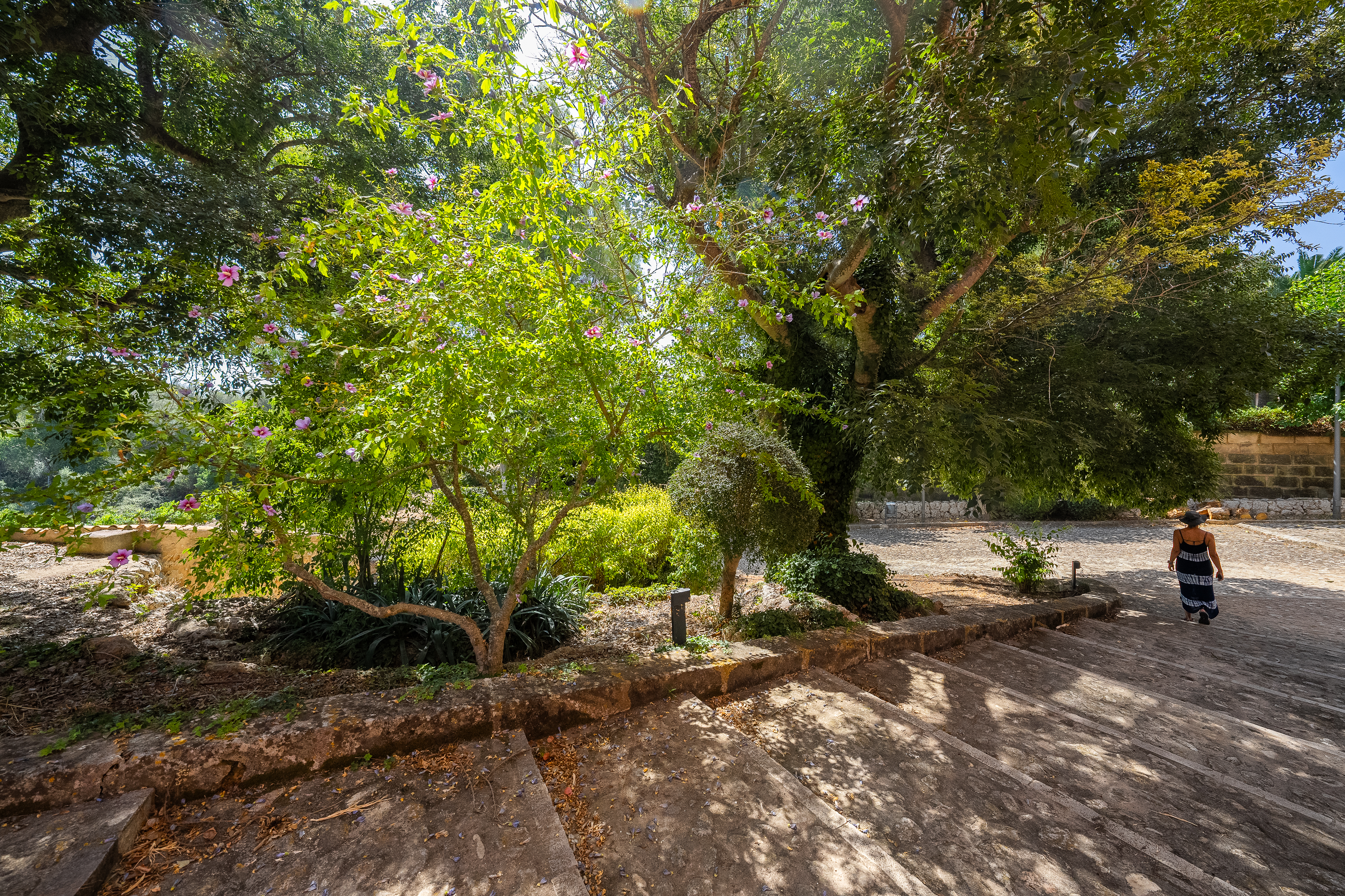 La Mancomunitat impulsa la transició verda amb el nou Pla d’Arbrat per al Pla de Mallorca